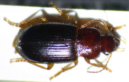 Ophonus brevicollis